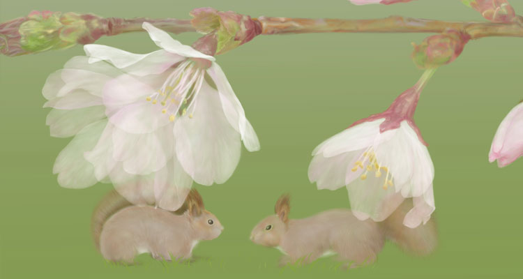 桜の花とエゾリス