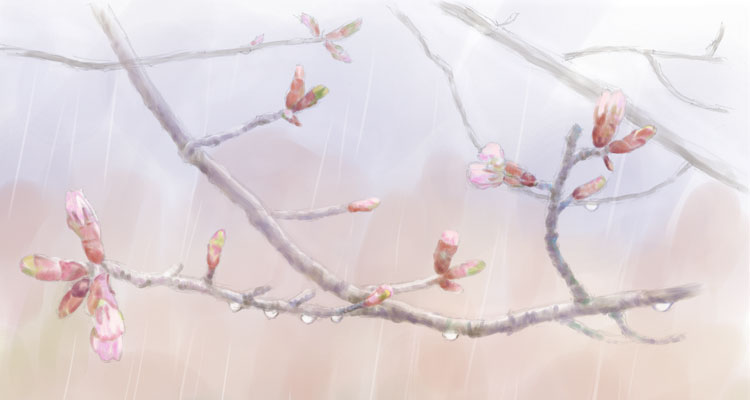 雨と桜のつぼみ
