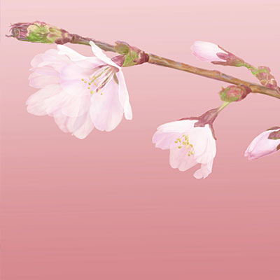 蝦夷山桜枝