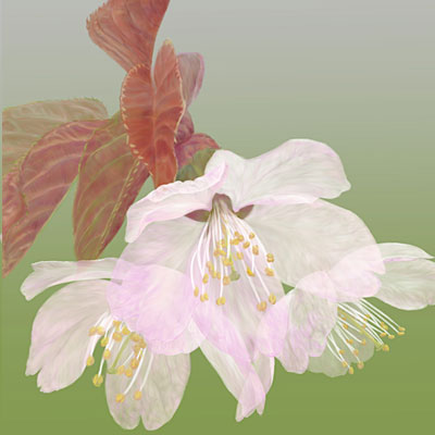 蝦夷山桜